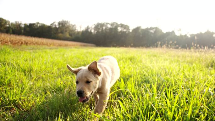 小狗在草地上跑农村场景草坪活动