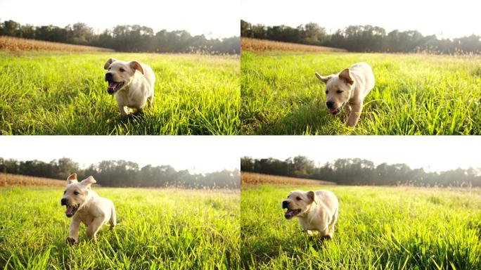 小狗在草地上跑农村场景草坪活动
