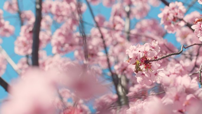 蓝天樱花树