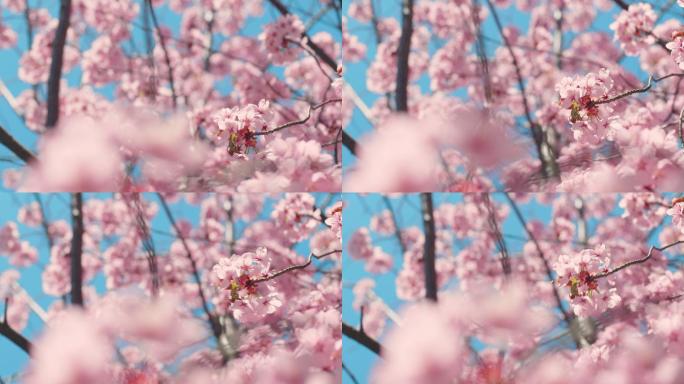 蓝天樱花树