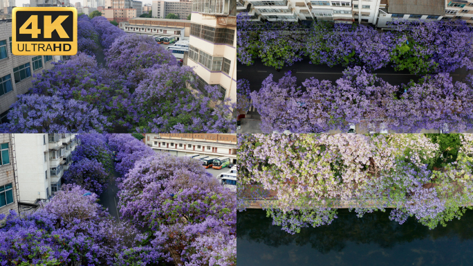 【4K】昆明较场中路蓝花楹，盘龙江蓝花楹