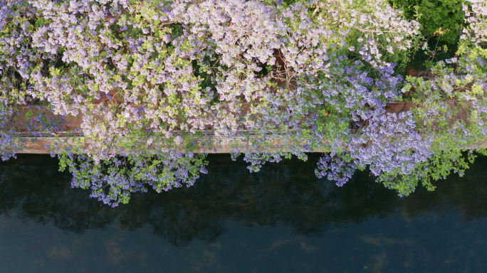 【4K】昆明较场中路蓝花楹，盘龙江蓝花楹