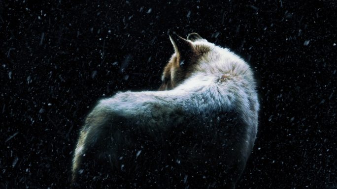 雪中的狼神秘大自然的力量暴风雪