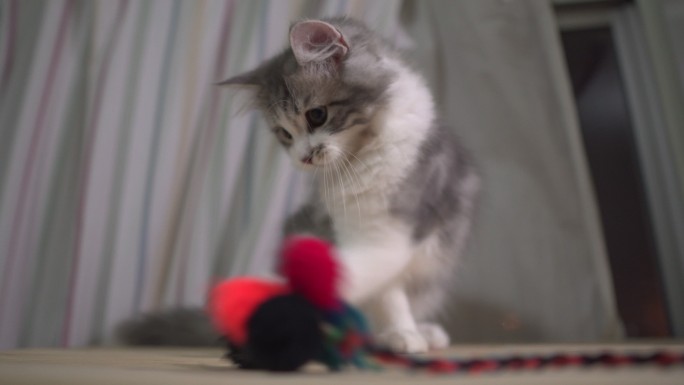 小猫玩毛球