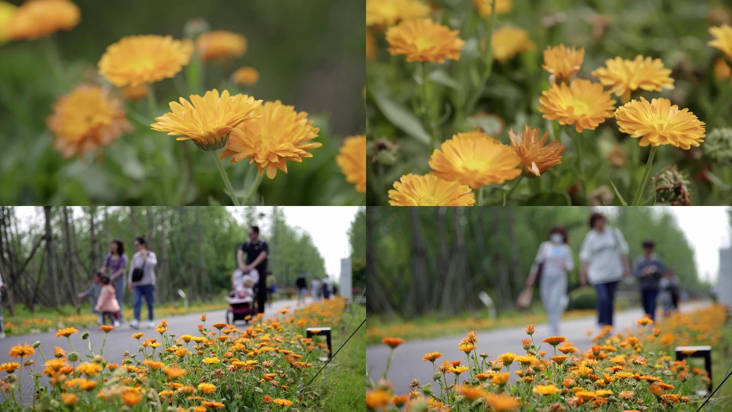 雏菊蝴蝶开满鲜花小路游客骑车漫步鲜花休闲