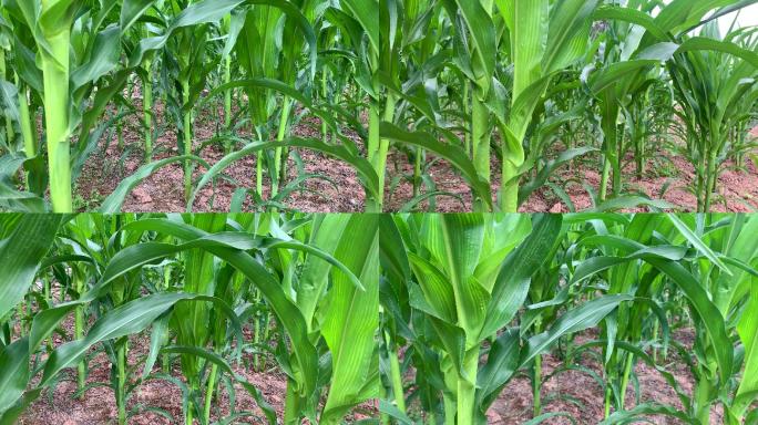 玉米苖包谷地玉米地实拍
