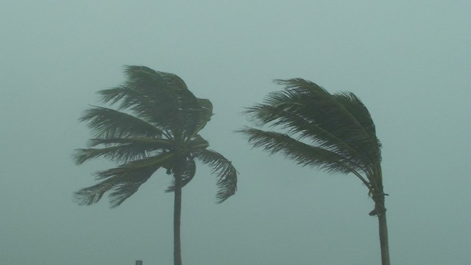 飓风中的棕榈树自然灾害大暴雨狂风暴雨