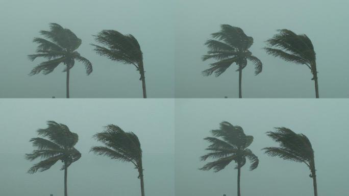 飓风中的棕榈树自然灾害大暴雨狂风暴雨