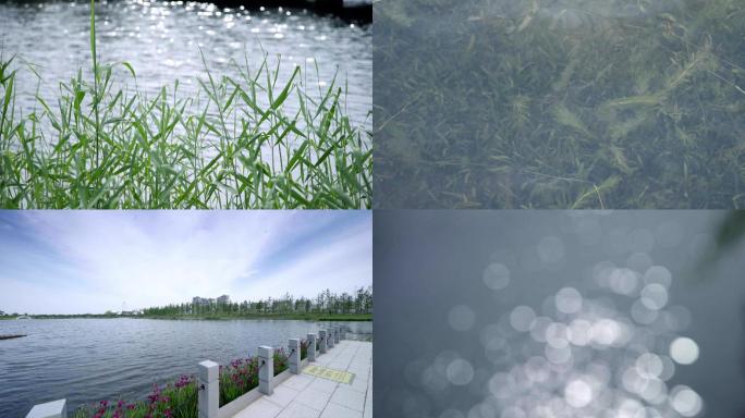 水质净化波光粼粼清澈见底水草水面波纹水生