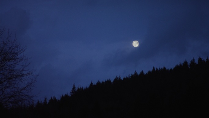 月亮的夜间森林景色