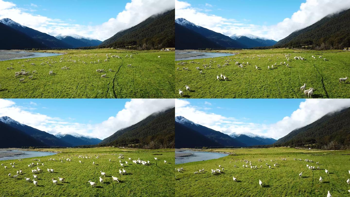 11在草地上的白羊 · 免费素材图片