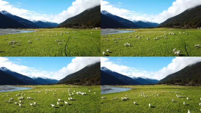白羊在绿草上奔跑环境美丽的自然羔羊