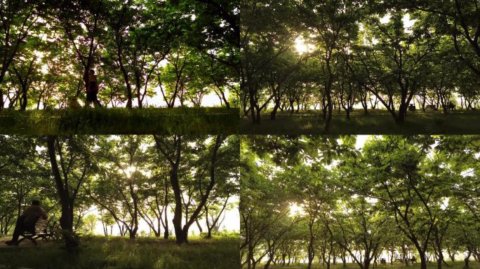 阳光照进树林散步