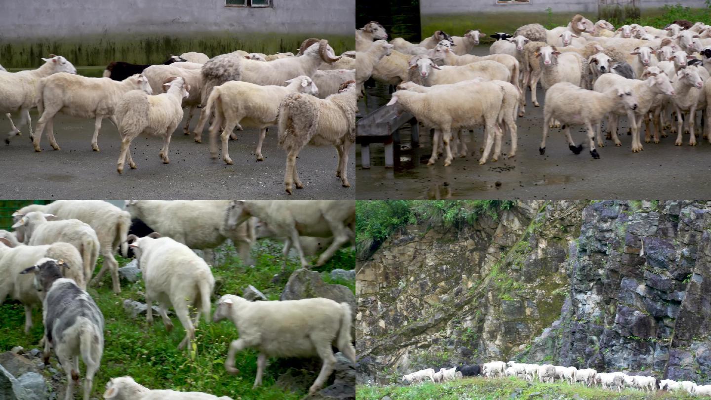 绵羊(2)