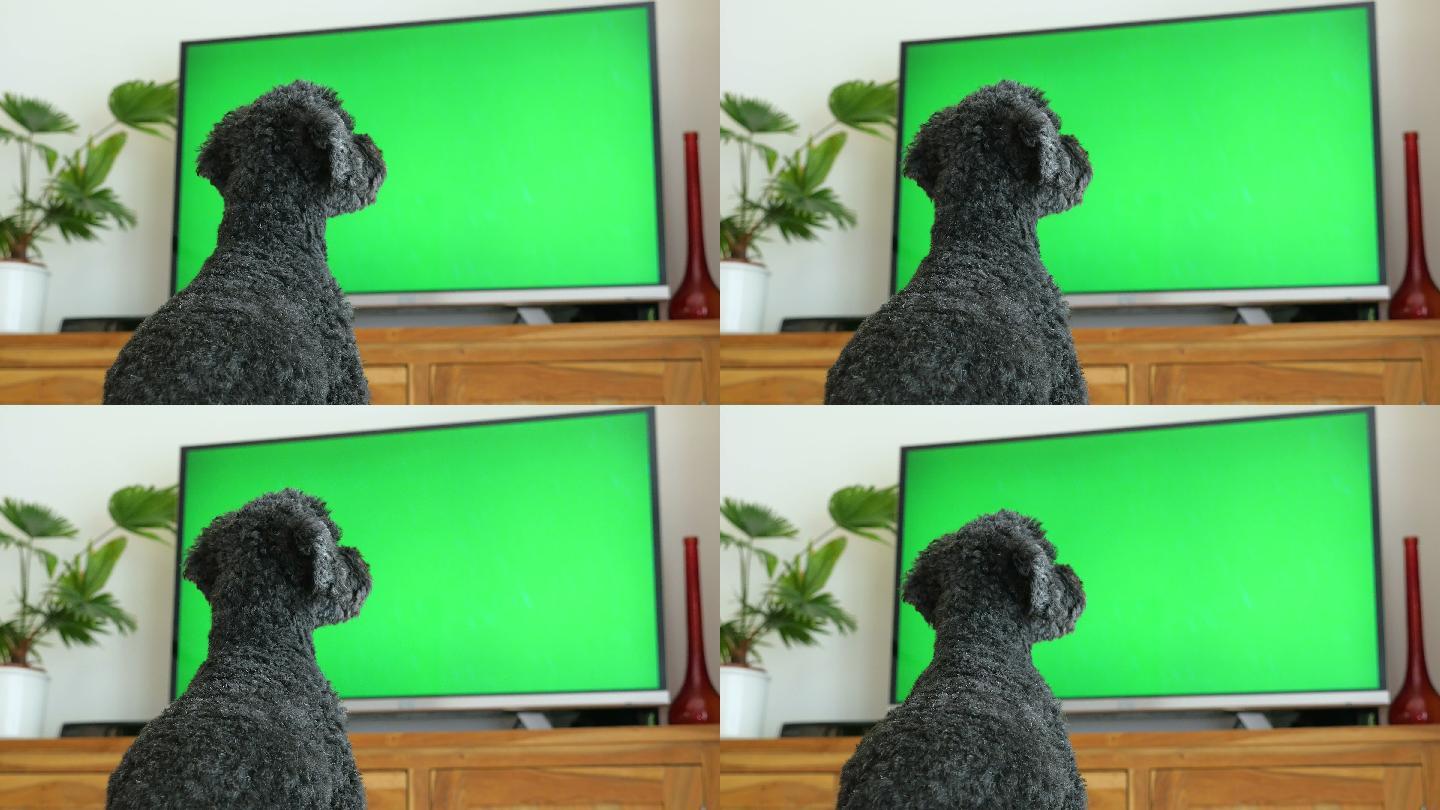 坐在电视机前的狗