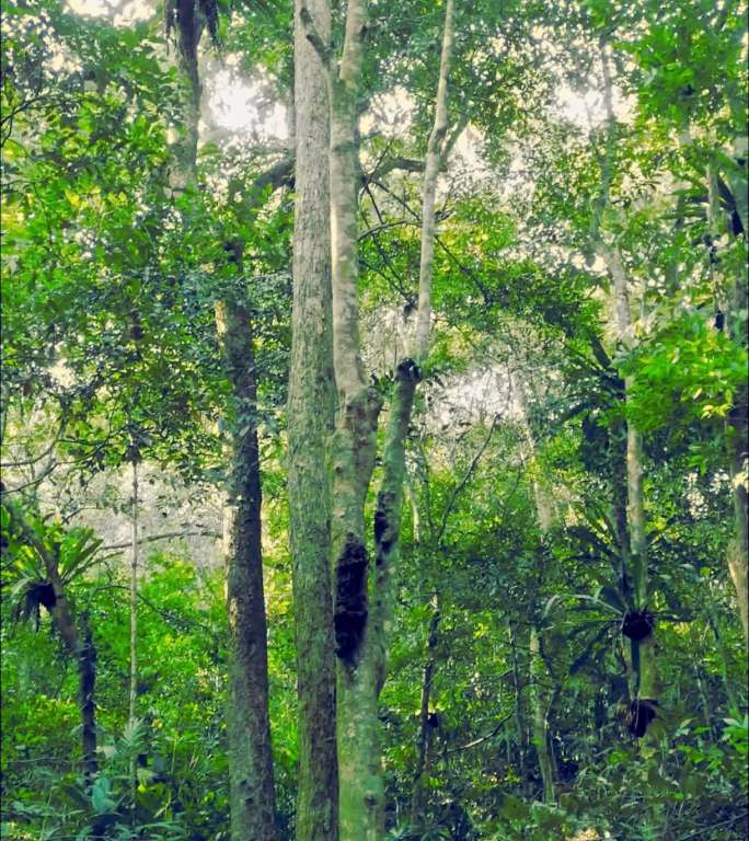 槟榔谷公园森林树木瀑布