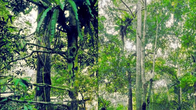 槟榔谷公园森林树木瀑布