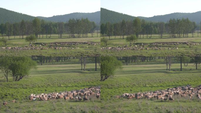 中国游牧民族草原牧羊群