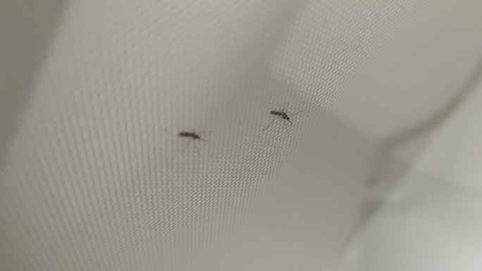 4K蚊子