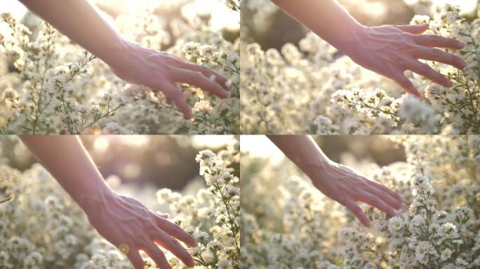 女人用手抚摸落日的花朵