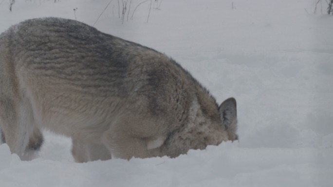 狼和雪