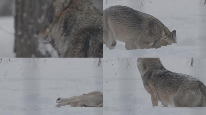 狼和雪