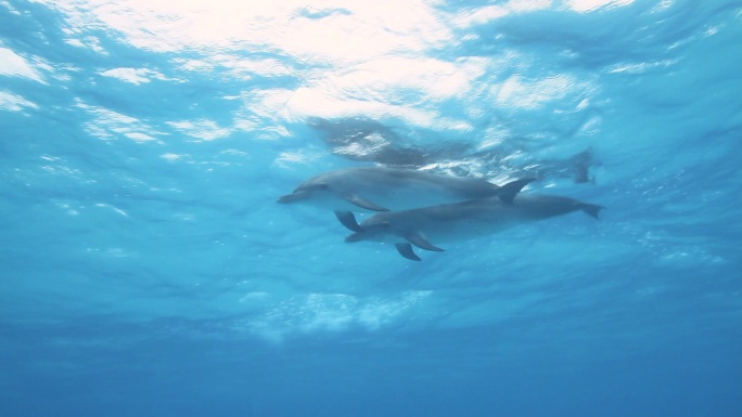 野生海豚生物大海鱼群