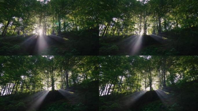 阳光穿过树林逆光光影光线