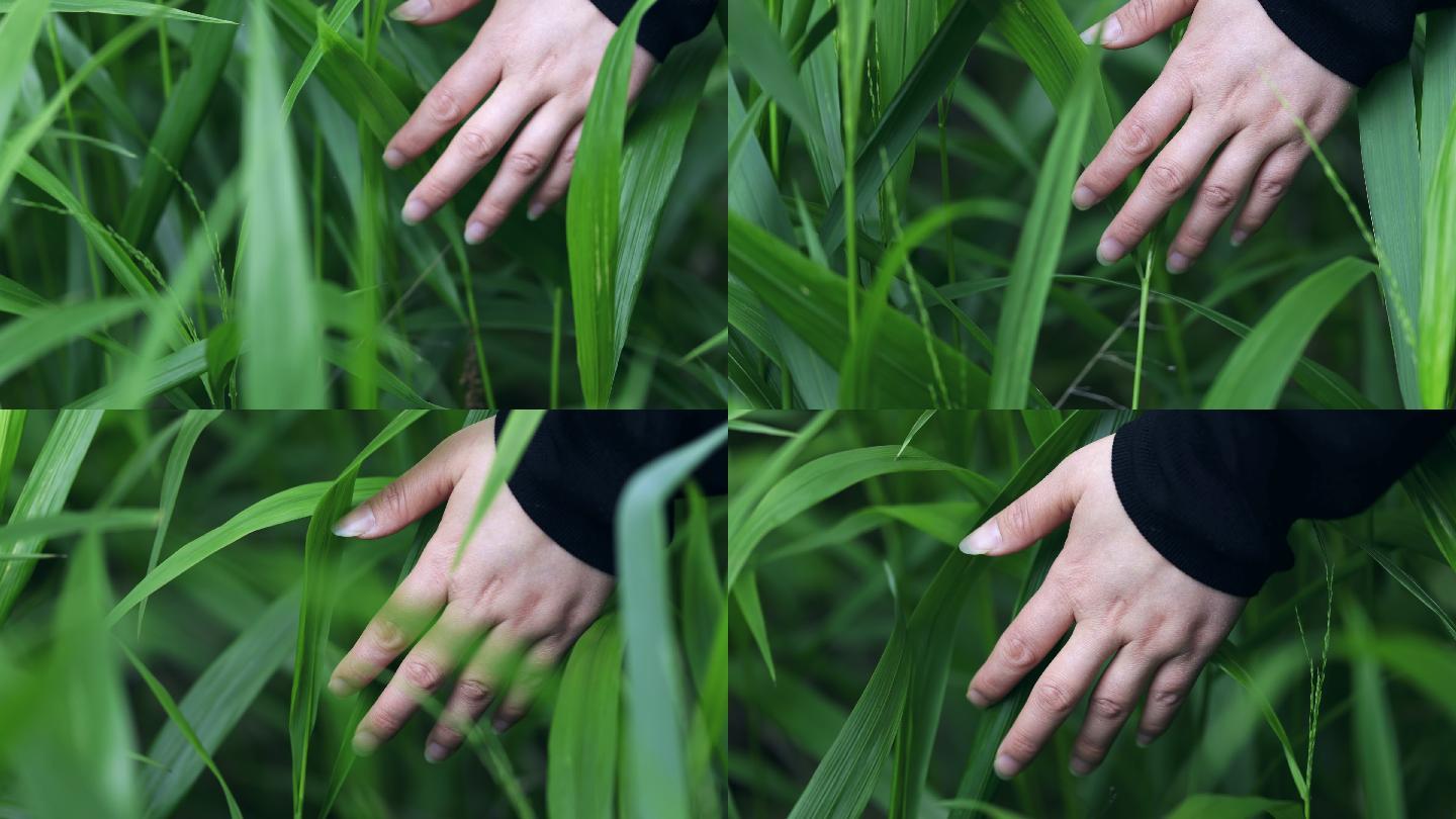 4K年轻女孩的手抚摸绿色的草丛