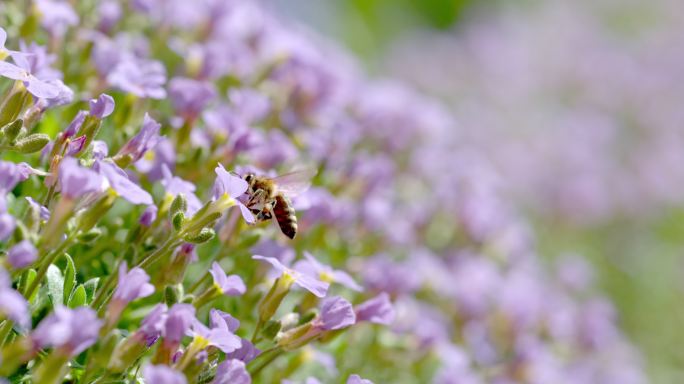 在花上收集花粉的蜜蜂
