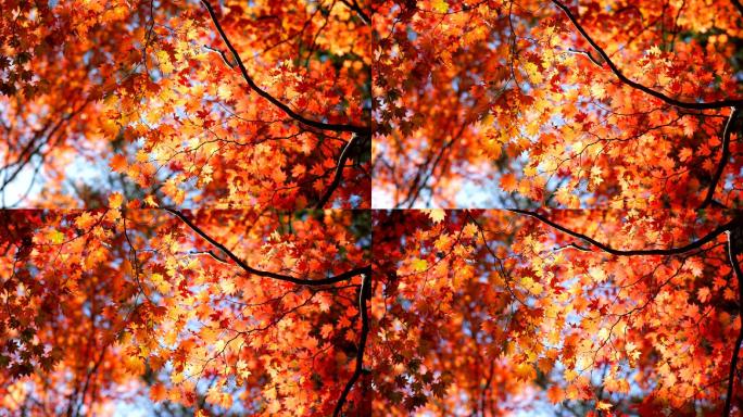 秋叶碧空