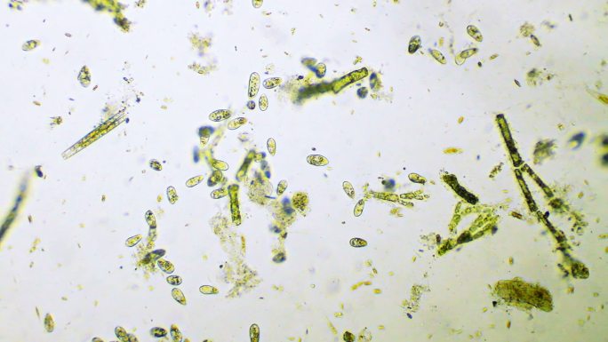 细菌动物身体部位极端特写生物细胞