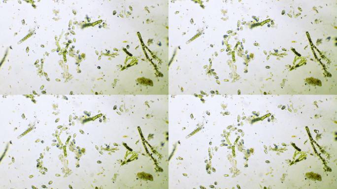 细菌动物身体部位极端特写生物细胞