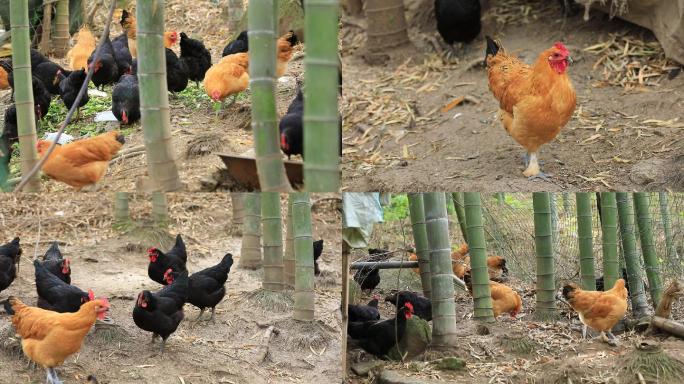 农家竹林散养土鸡鸡