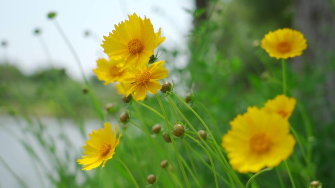 金鸡菊