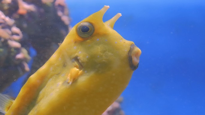 珊瑚附近黄色有趣鱼的特写镜头