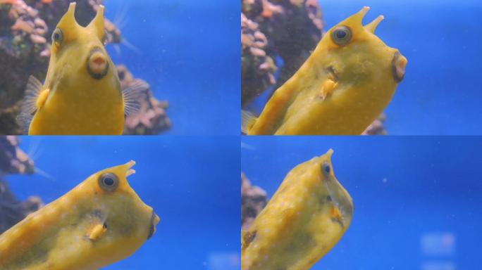 珊瑚附近黄色有趣鱼的特写镜头