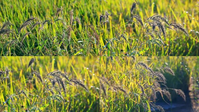 稻田里的野草