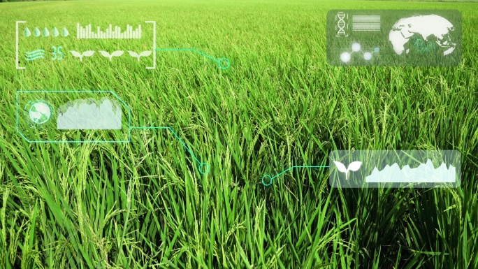 绿色水稻有机智能农场