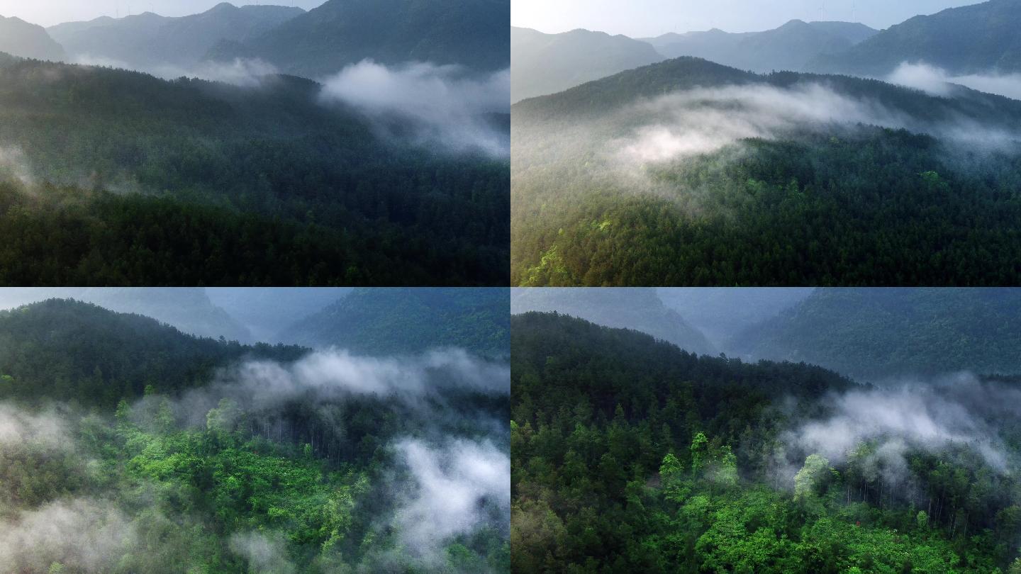 森里平流雾4k航拍多景别多片段