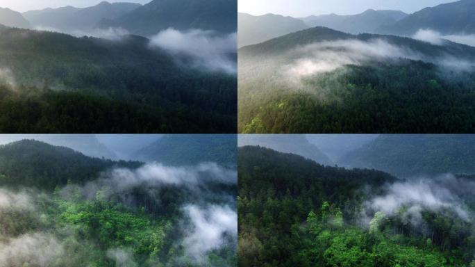 森里平流雾4k航拍多景别多片段