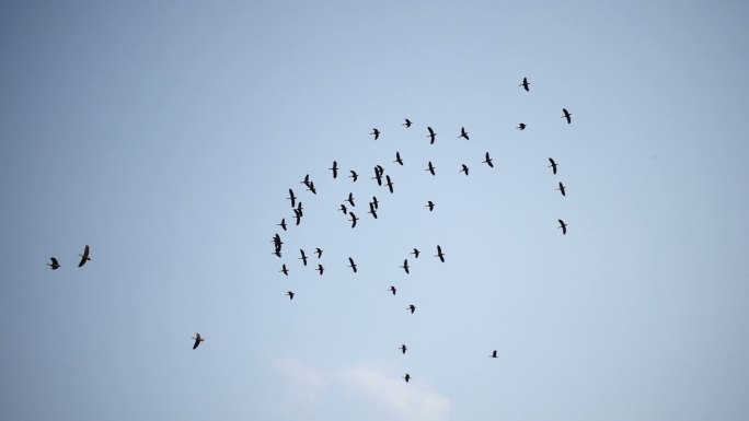 慢动作-鸟群飞行黑鸟宁静的景色日落