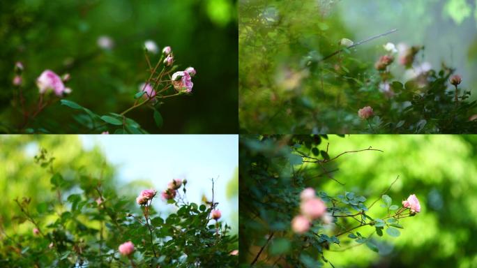 蔷薇花，月季花，鲜花，花朵