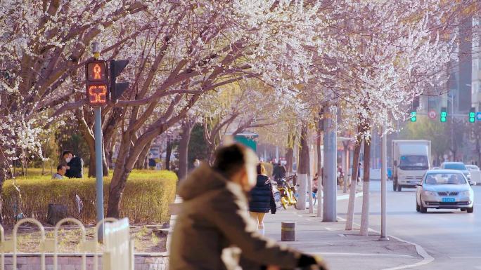 东北辽宁沈阳春天桃花盛开的城市马路街景