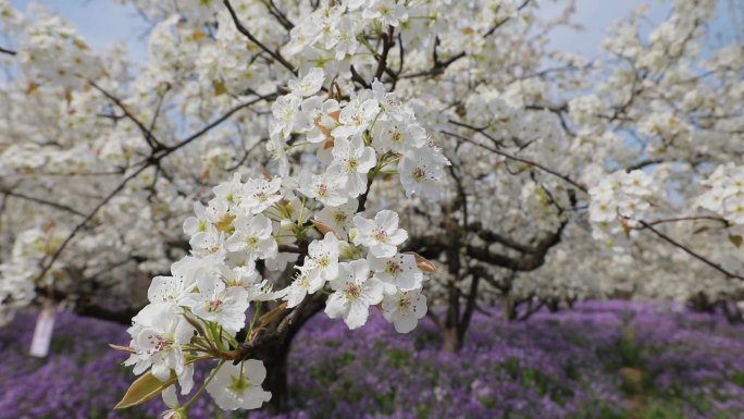 1080实拍桃花梨花