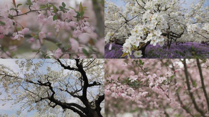 1080实拍桃花梨花