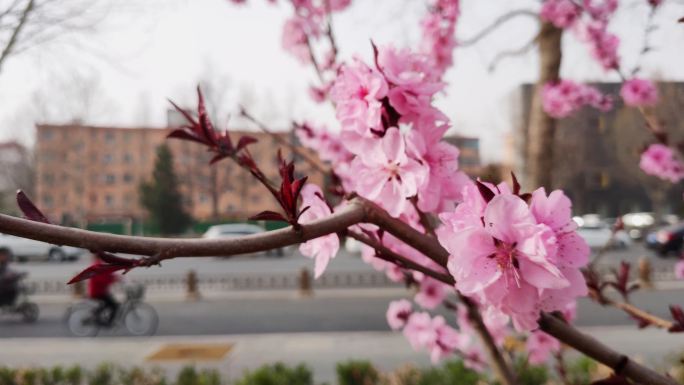 春天的小花园