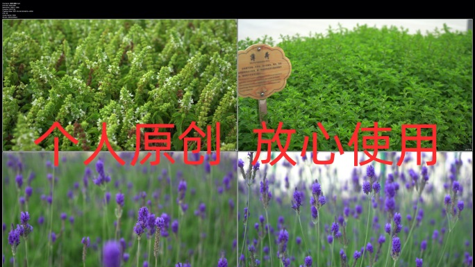 香料植物