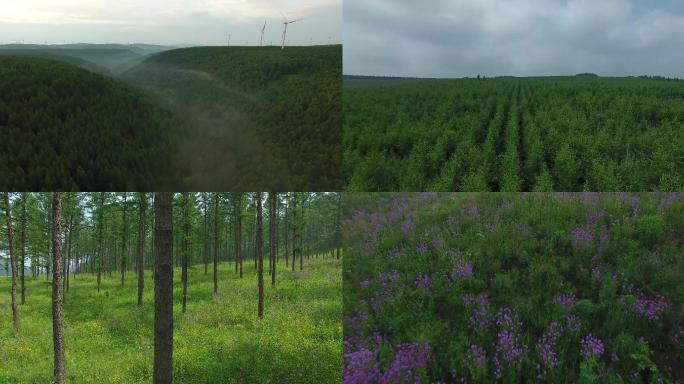 塞罕坝森林公园航拍4K