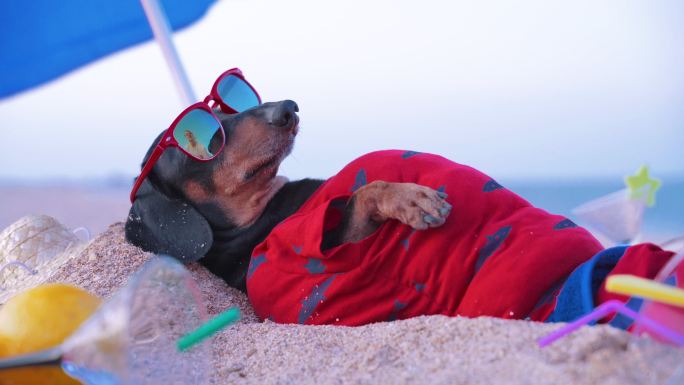 晒太阳的狗乐趣幽默沙滩